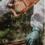 Bee Farm