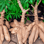 cassava