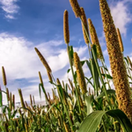 millet