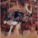 Ostrich Farm