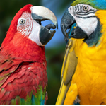 Parrot